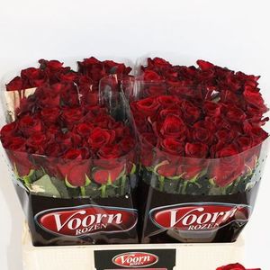 ROSE GRAND PRIX 50